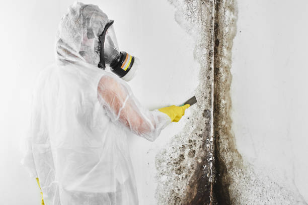 Best DIY Mold Remediation Support Services in Barneveld, WI