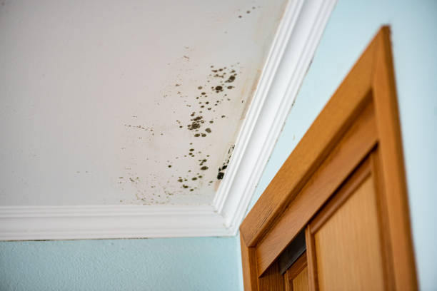 Best Bathroom Mold Remediation in Barneveld, WI